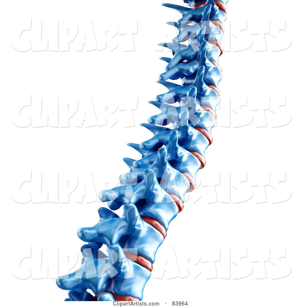 Blue Human Spine