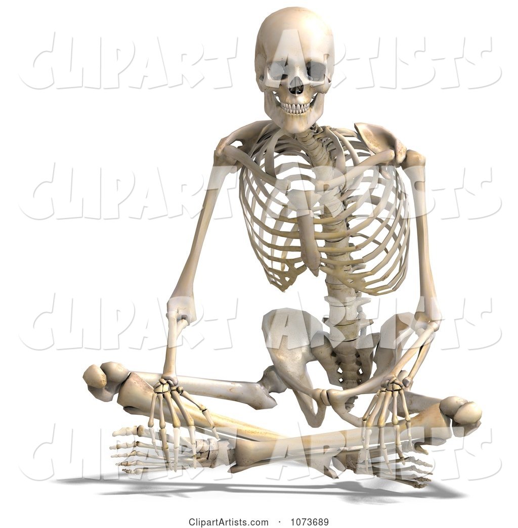 Human Male Skeleton Sitting