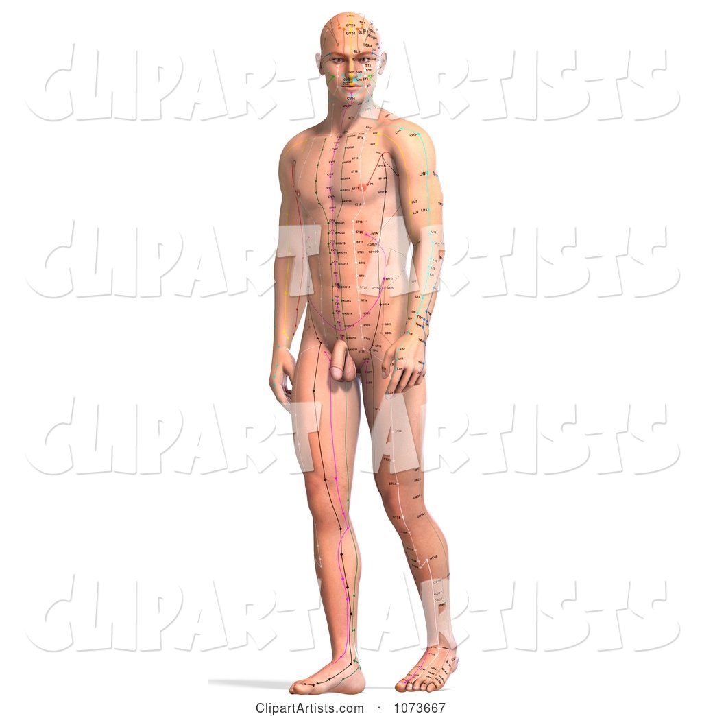 Male Acupressure Acupuncture Chart Body 1
