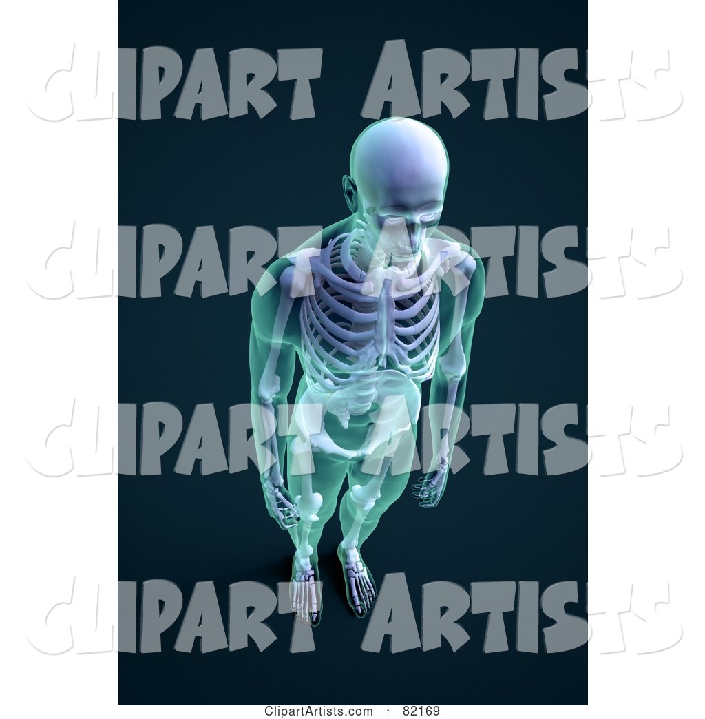 Male Skeleton with Transparent Skin, Aerial View on Dark Blue
