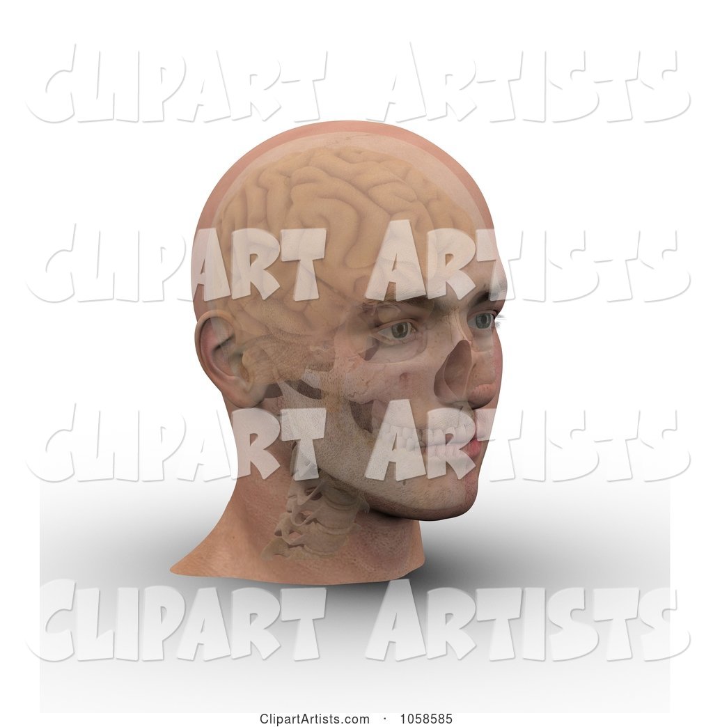 Skull and Brain Showing Through Transparent Skin on a Male Head - 3