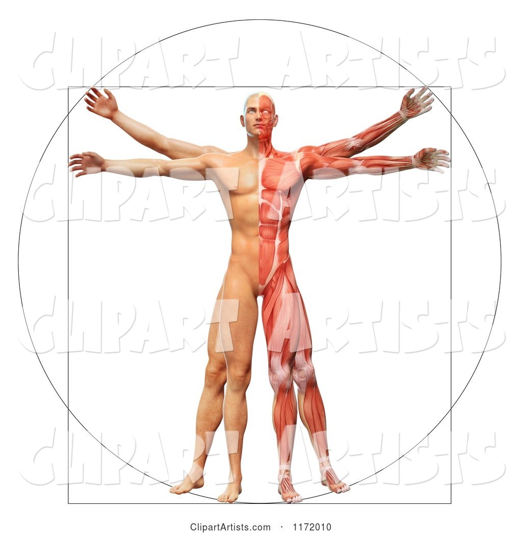 Vitruvian Man with Exposed Muscles on One Side and Skin on the Other