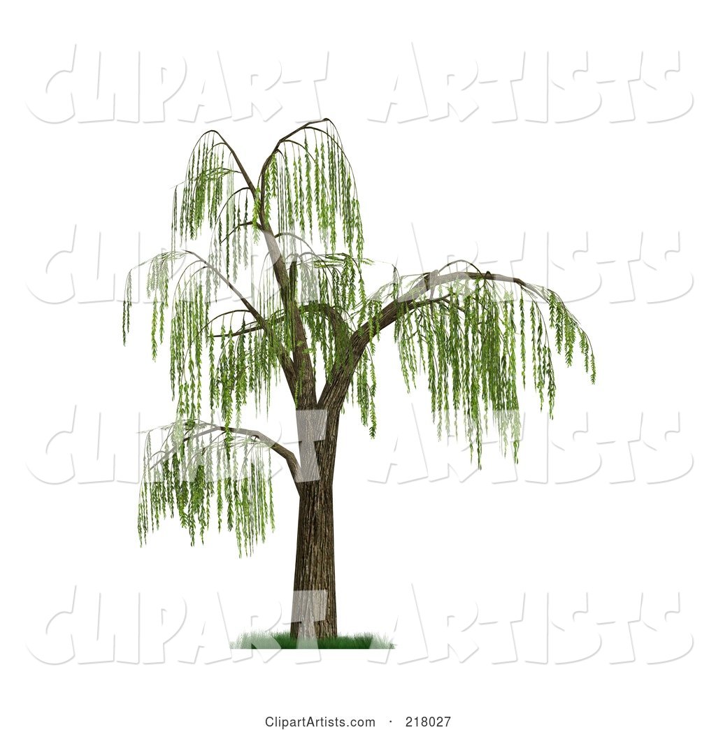 Weeping Willow Tree with Green Foliage