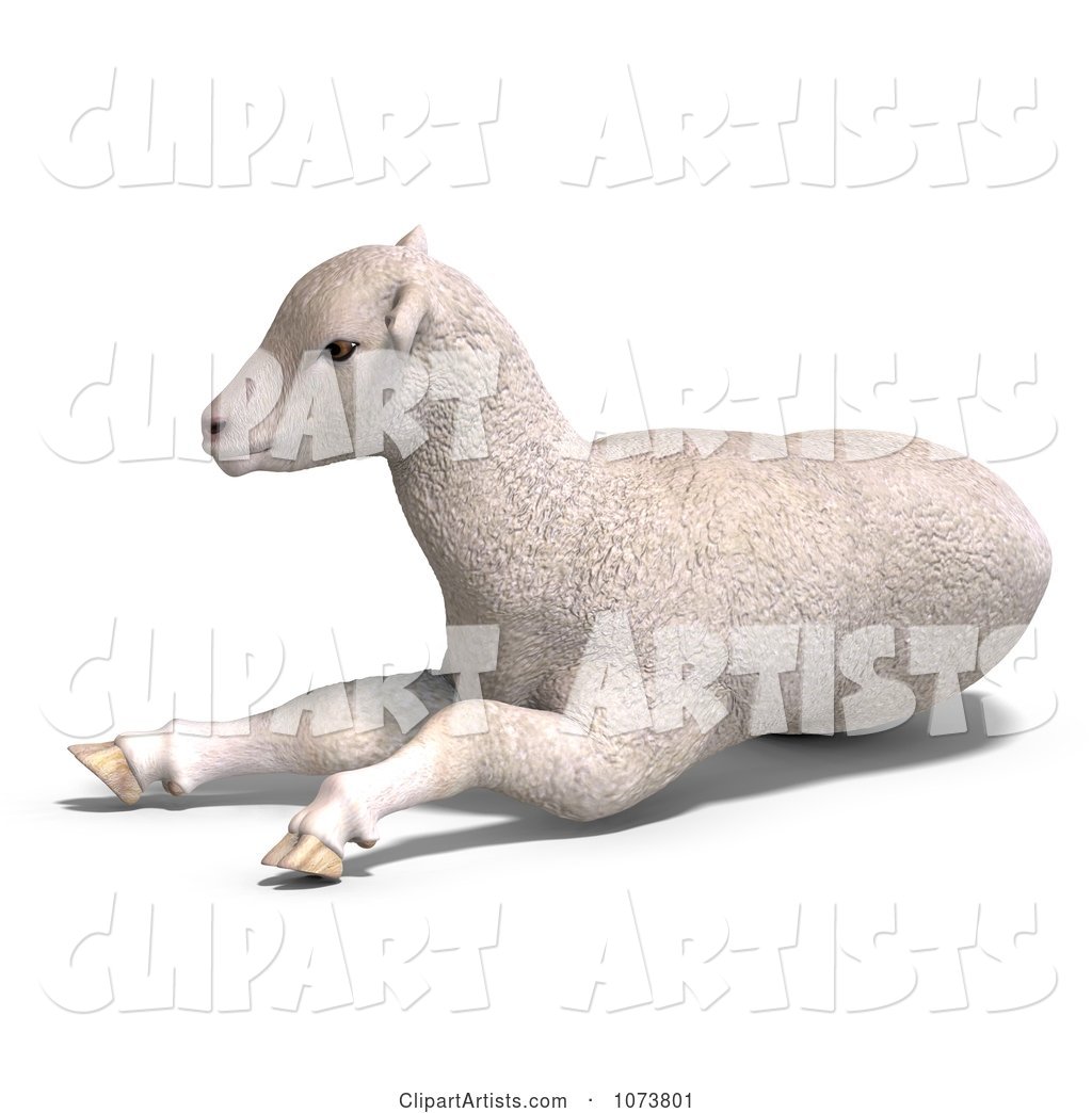 White Lamb Sheep Resting 1