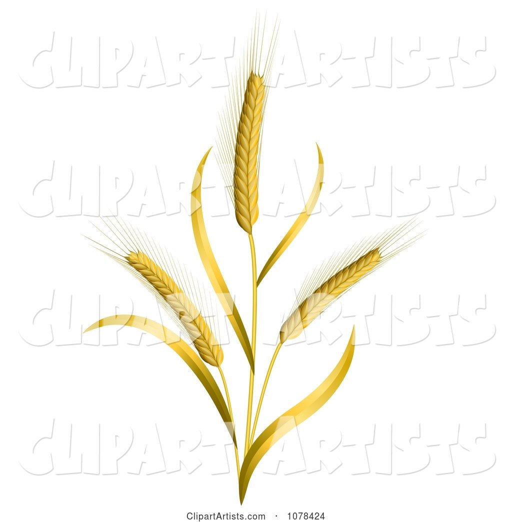 Ears of Wheat Stalks