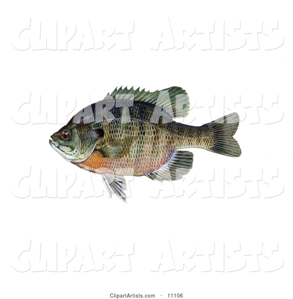 A Bluegill Fish (Lepomis Macrochirus)
