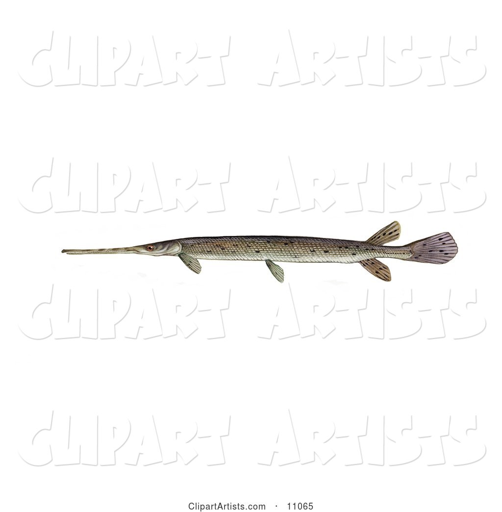 A Longnosed/Longnose Gar Fish (lepisosteus Osseus)