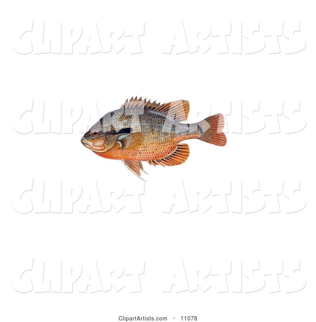 A Redbreast Sunfish (Lepomis Auritus)