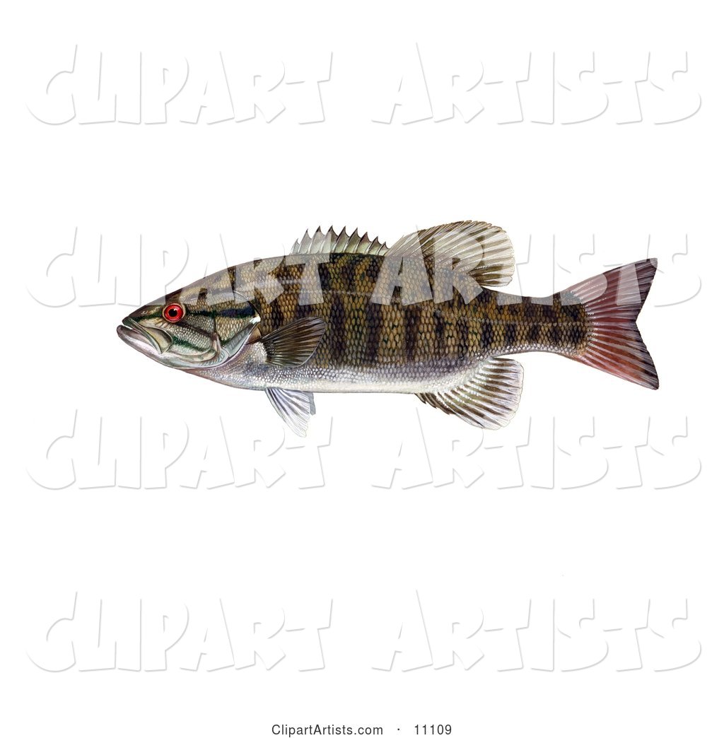 A Smallmouth Bass Fish (Micropterus Dolomieu)