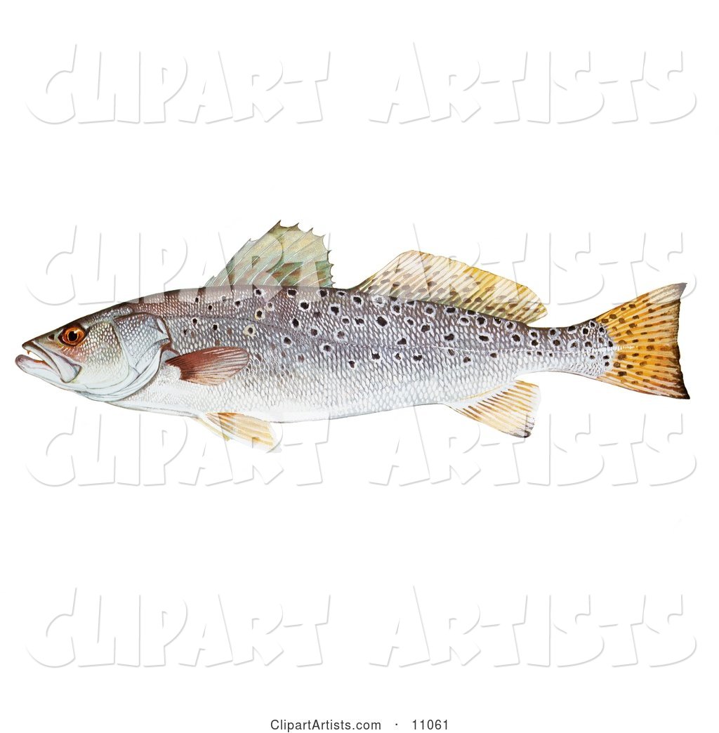 A Spotted Seatrout Fish (Cynoscion Nebulosus)