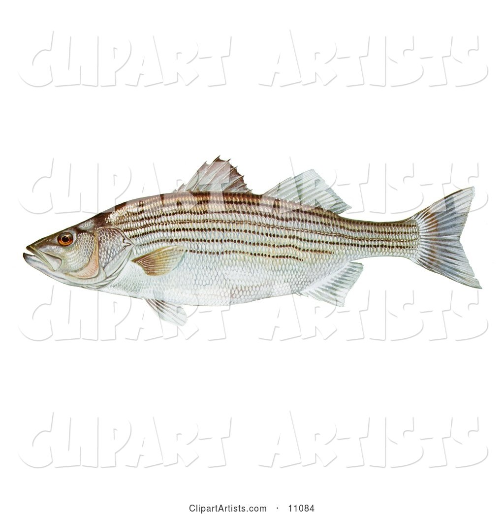 A Striped Bass Fish (Morone Saxatilis)