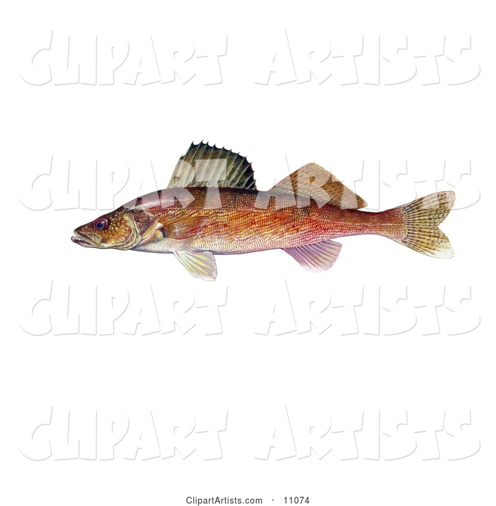 A Walleye Fish (Stizostedion Canadense)