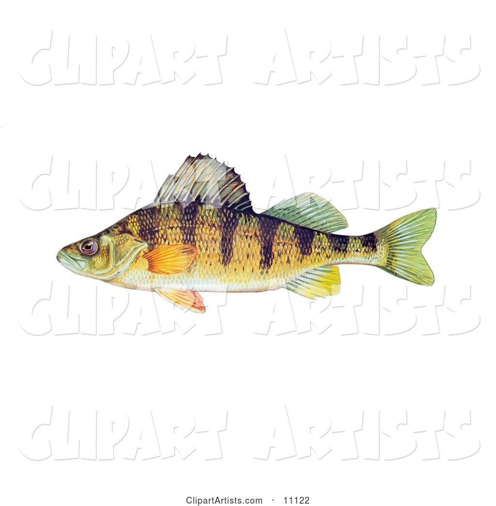A Yellow Perch Fish (Perca Flavescens)