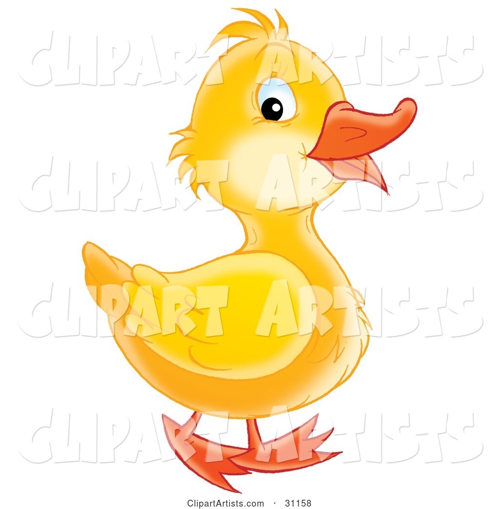 Adorable Yellow Duckling Smiling and Waddling past