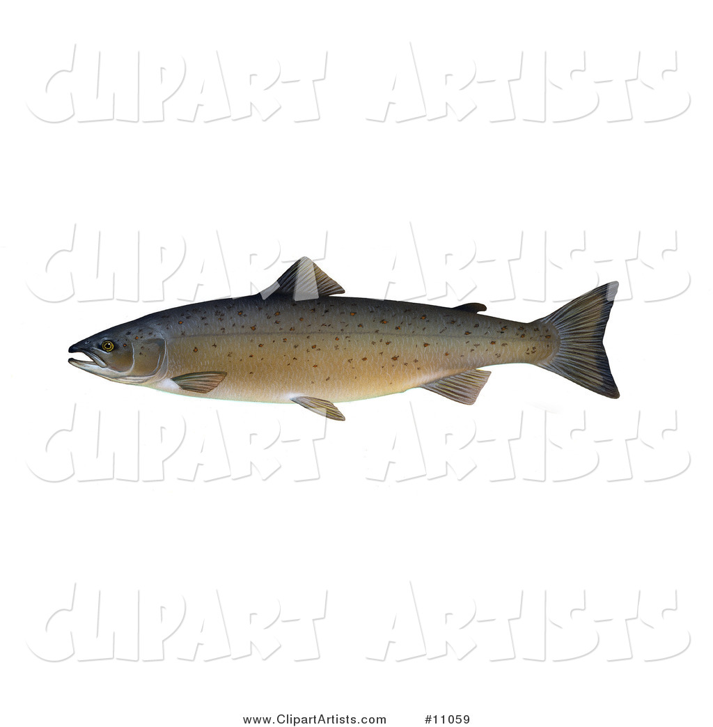 An Atlantic Salmon (Salmo Salar)