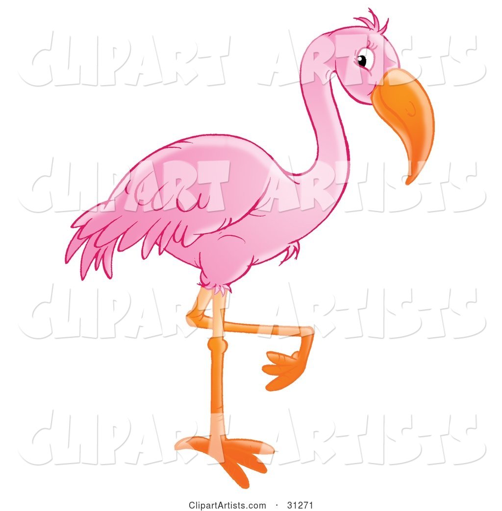 Beautiful Pink Flamingo Standing on One Orange Leg