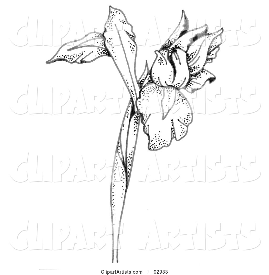 Black and White Iris Flower on a Tall Stem