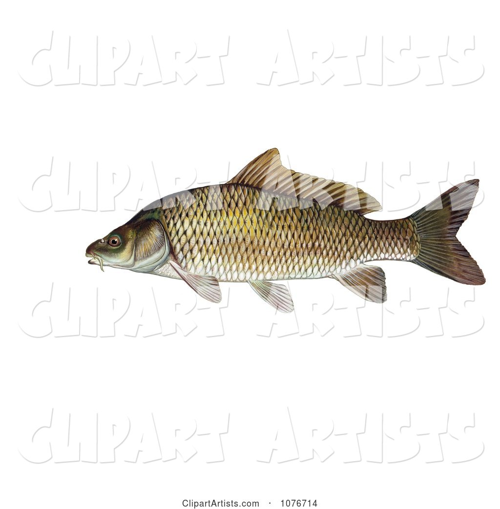 Common Carp or European Carp Fish (Cyprinus Carpio)