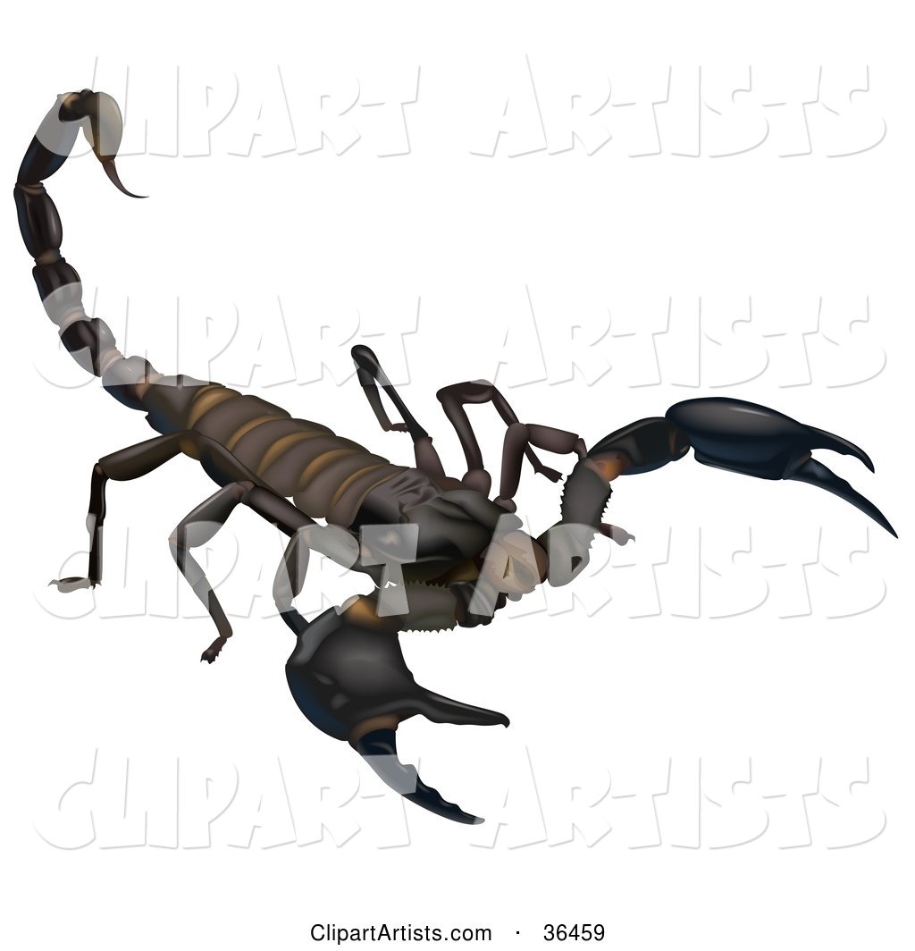 Dark Brown Scorpion Holding His Telson Stinger Up, on a White Background