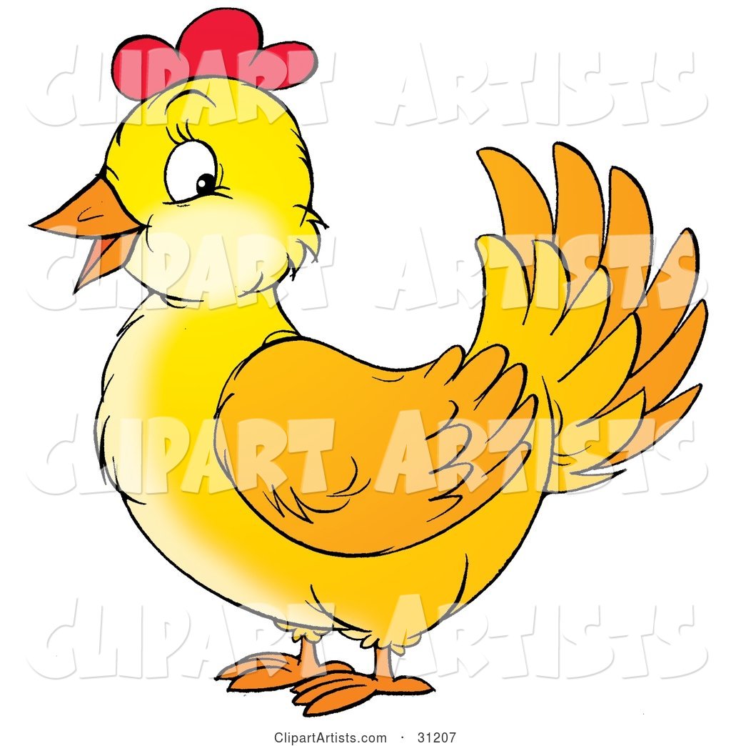 Friendly Yellow Chicken Hen with Red on Her Head