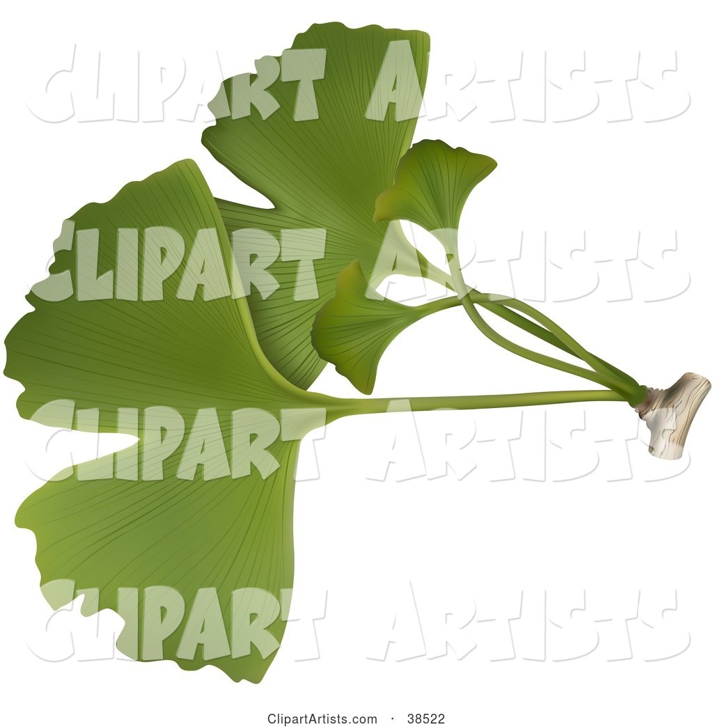Green Ginkgo Biloba Leaves
