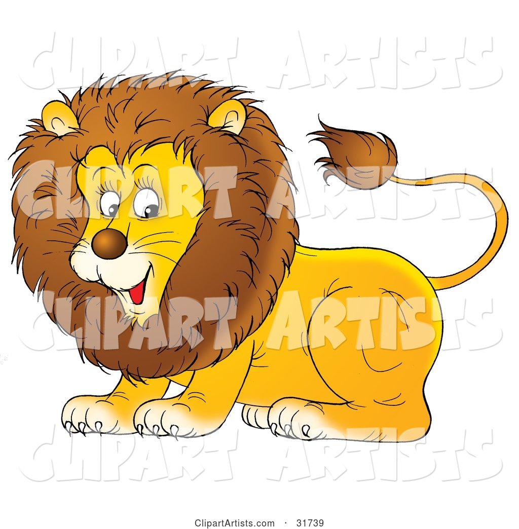 Playful Young Male Lion with a Furry Mane