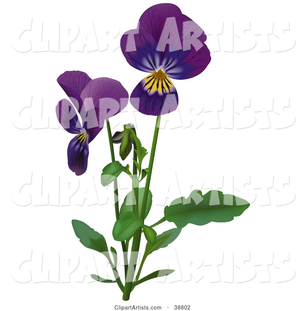 Purple Viola, Sweet Violet, English Violet, Common Violet, or Garden Violet (Viola Odorata) Flowers