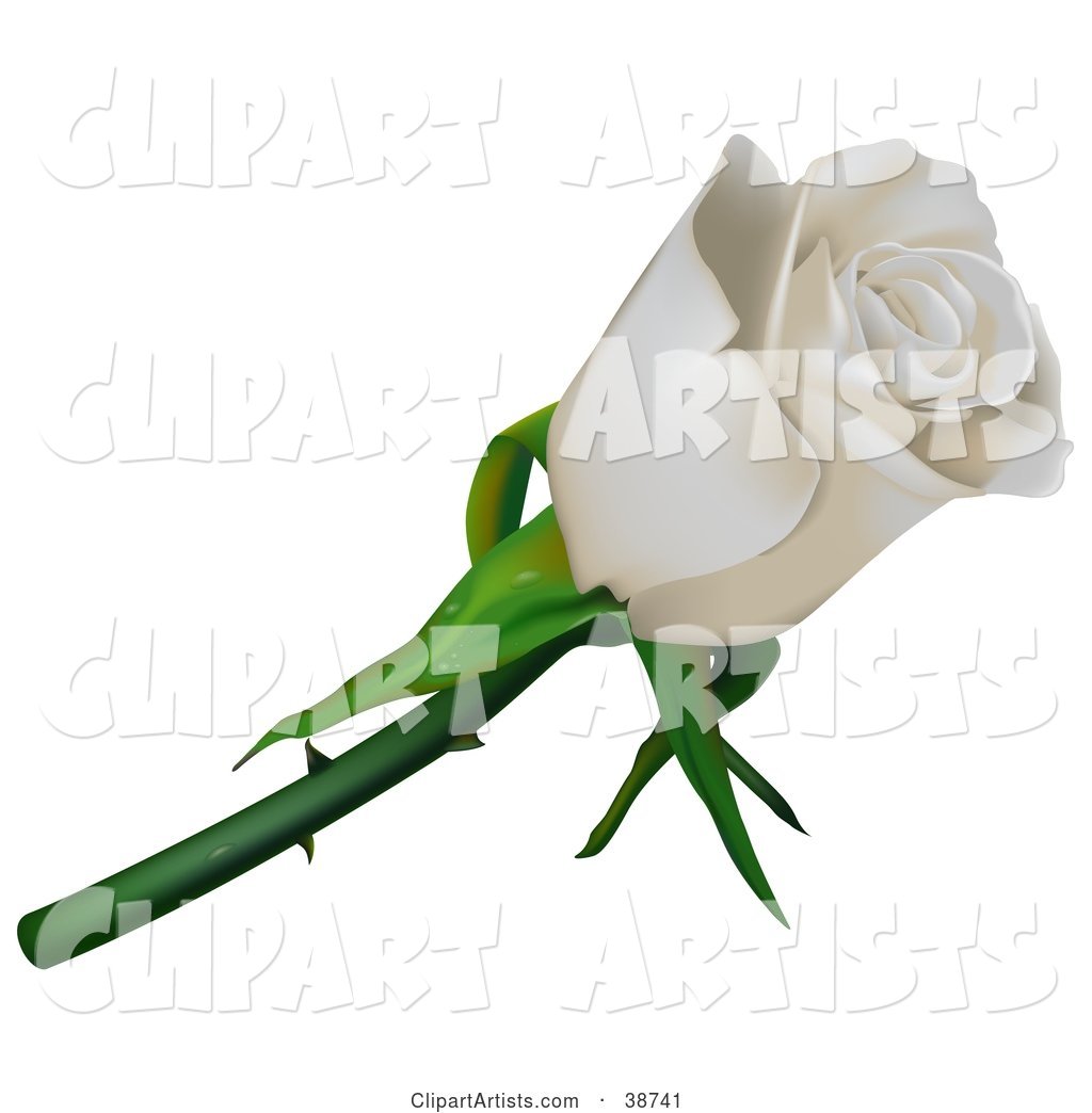 Single White Rose with Thorns