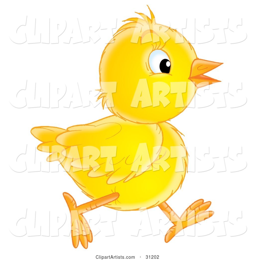 Yellow Baby Chick Running in Profile