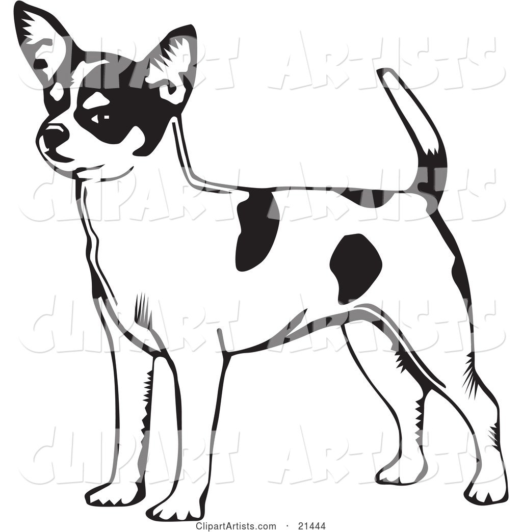 Alert Short Haired Chihuahua Dog with a Spotted Coat, Holding His Tail up and Facing Left, on a White Background