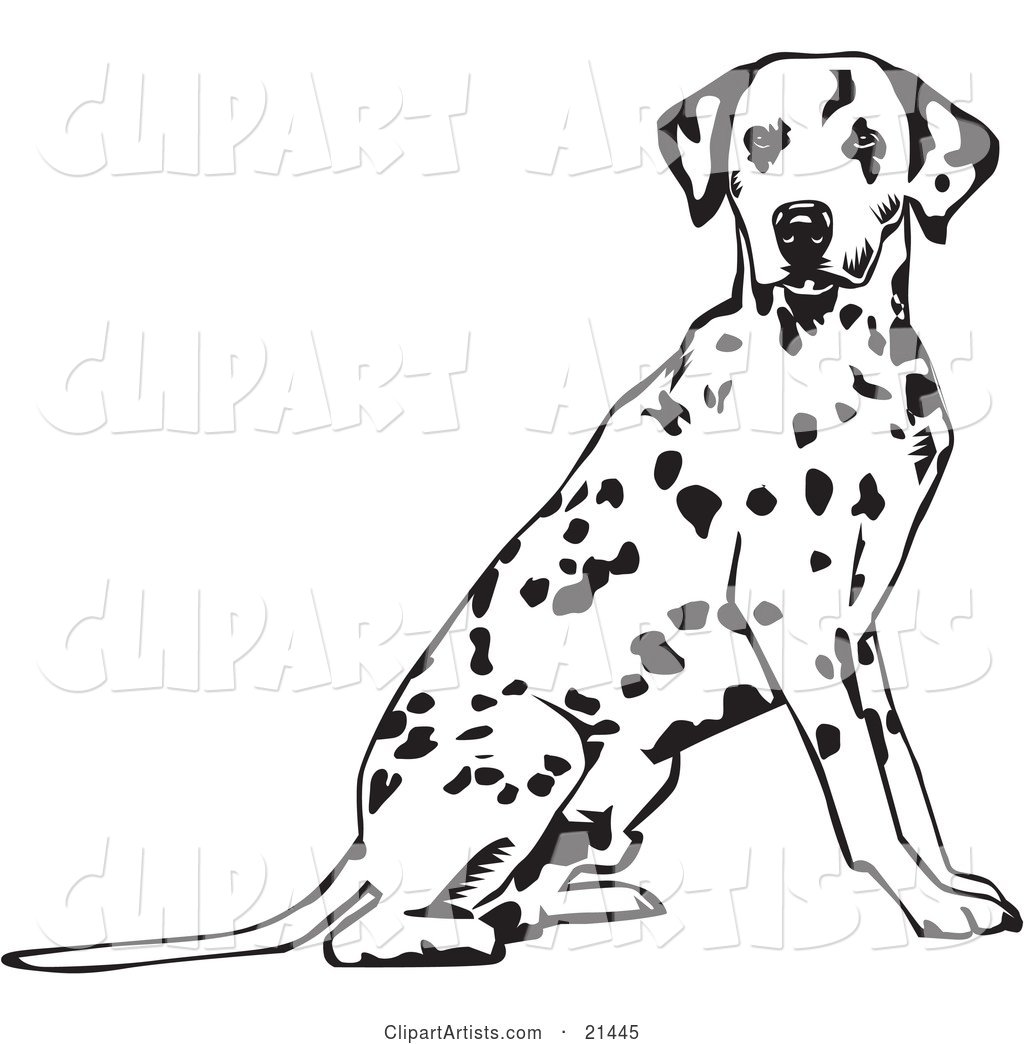 Alert Spotted Dalmation, or Dalmatian, Dog Seated with Its Body Facing Right, Looking at the Viewer