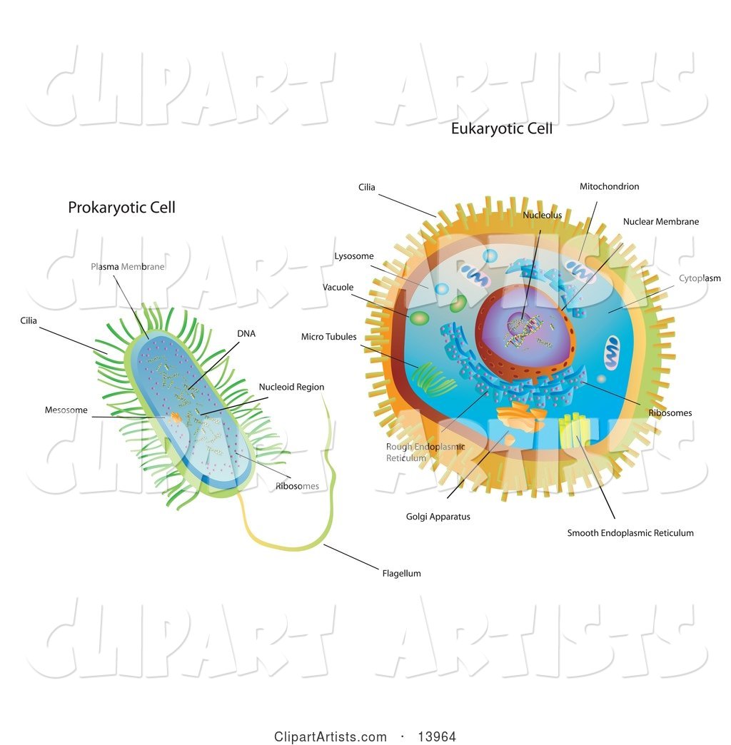 Biology Diagram of Prokaryotic and Eukaryotic Cells
