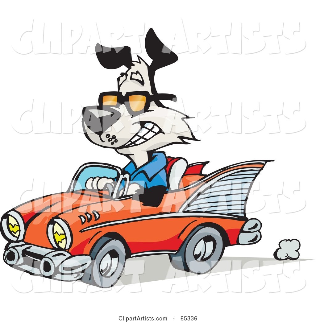 Black and White Dog Driving a Classic Convertible Car