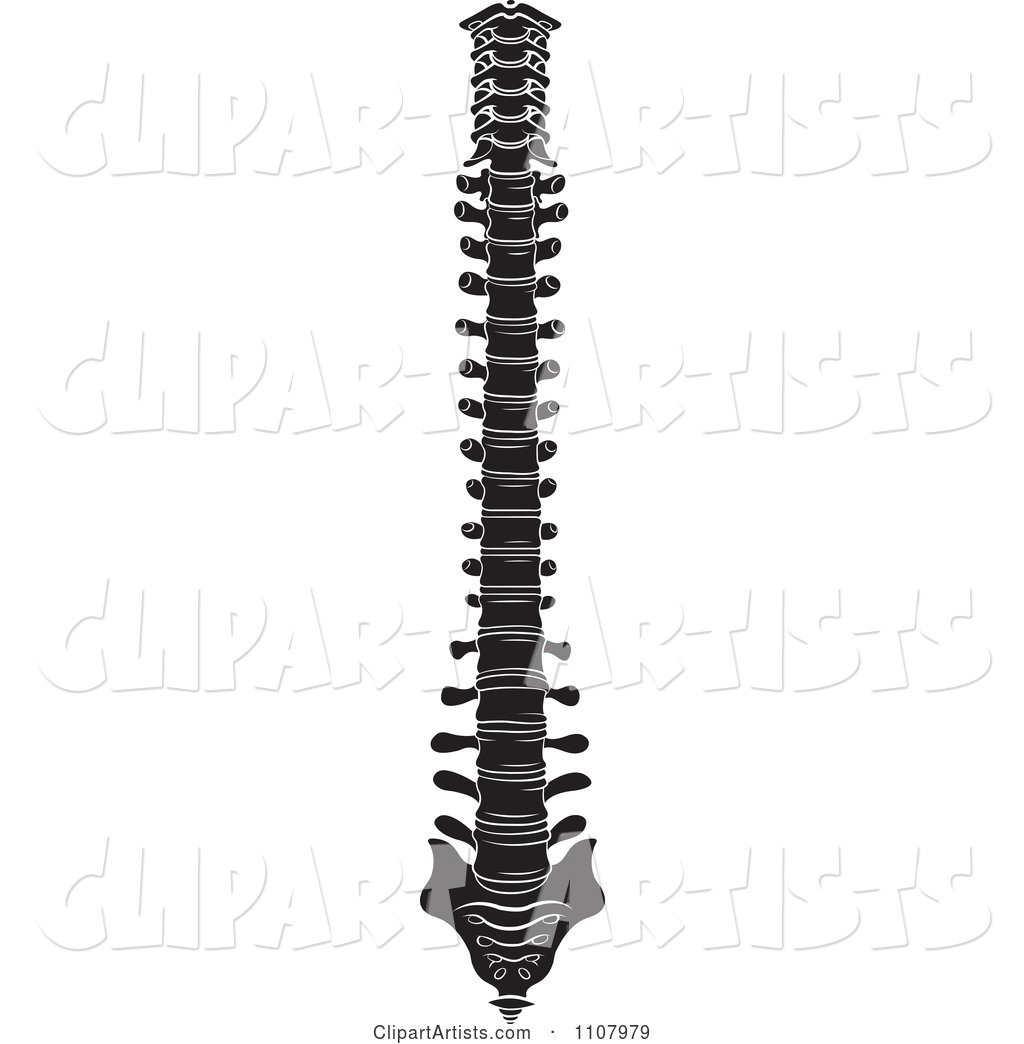 Black and White Human Spine 2