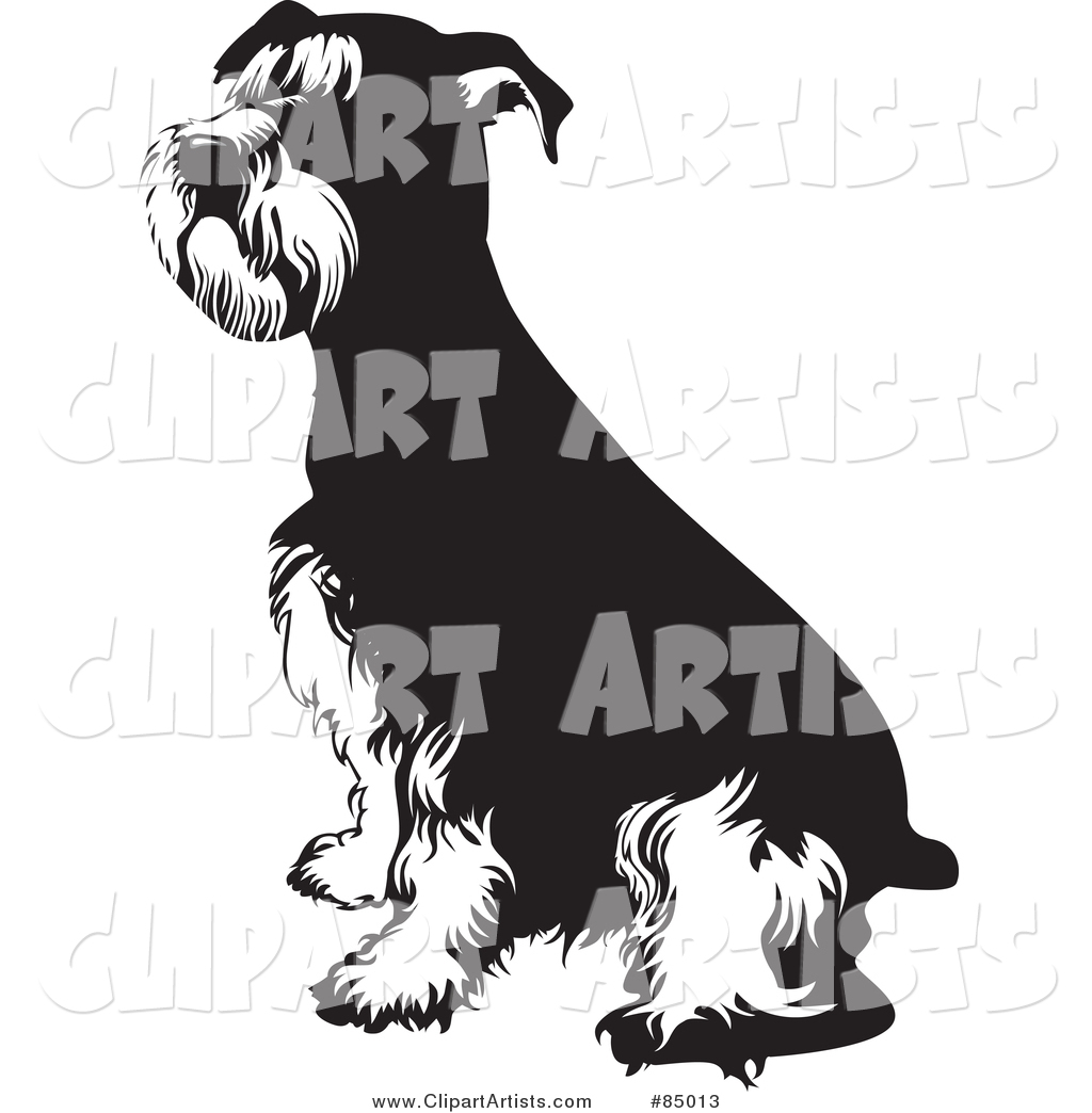 Black and White Seated Schnauzer Dog