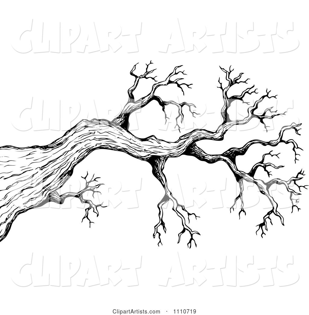 Black and White Sketched Bare Tree Branch