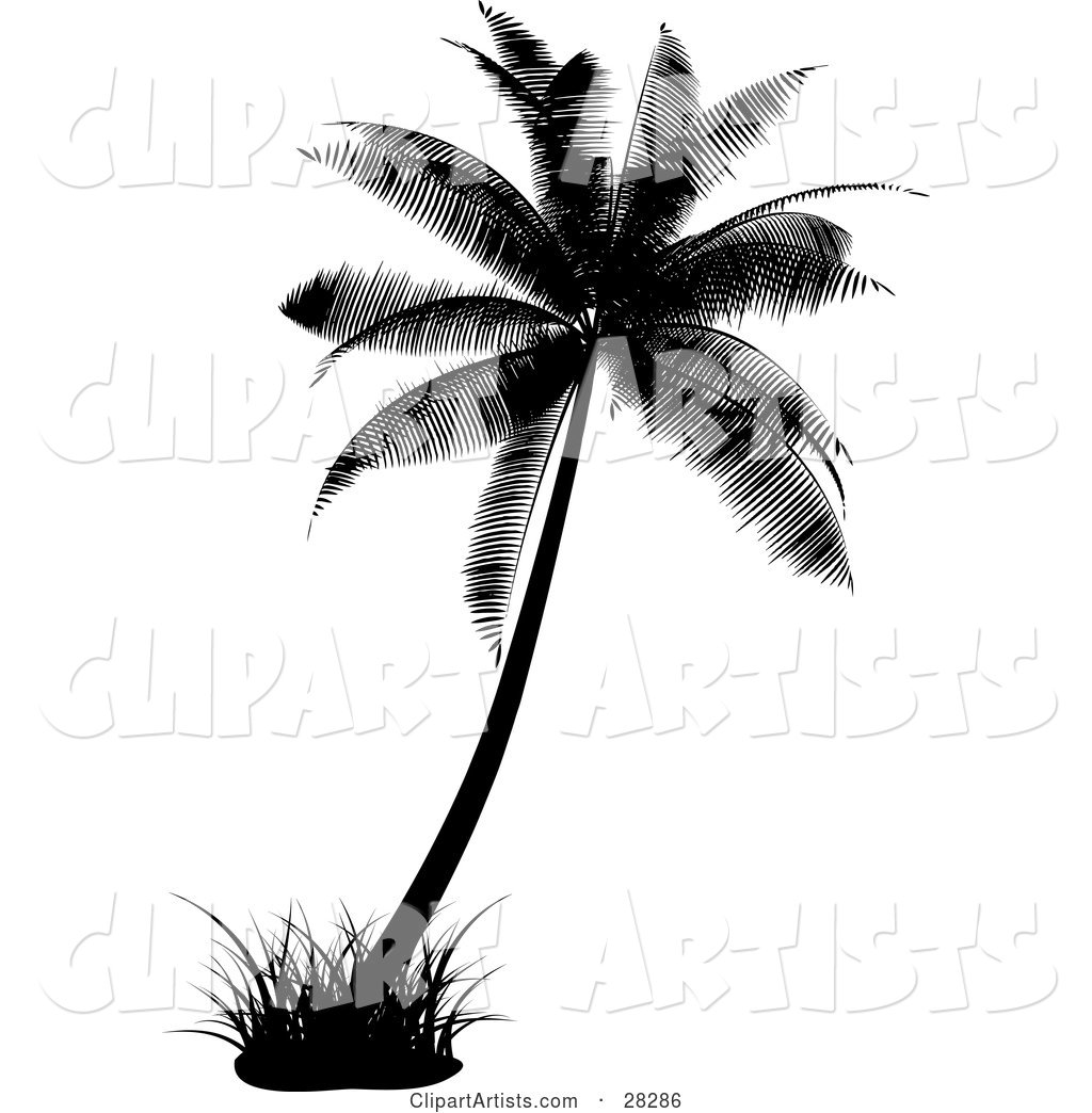 Black Silhouetted Palm Tree with a Tuft of Grass