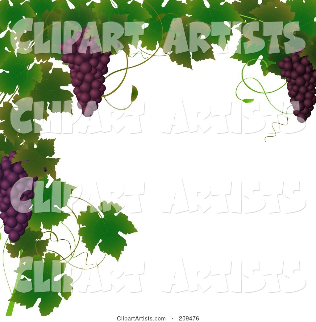 Border of Grape Vines and Purple Grapes