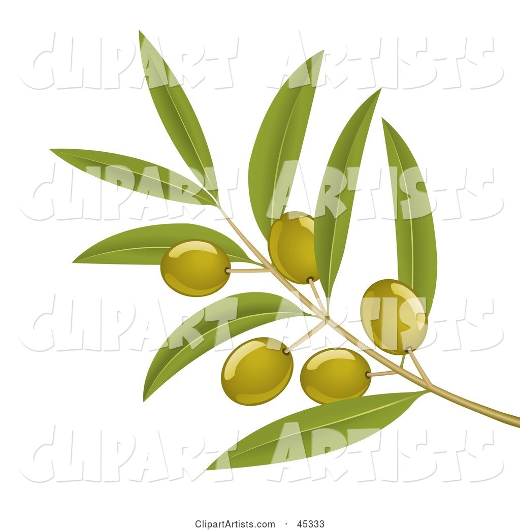 Branch of Organic Green Olives on a Tree
