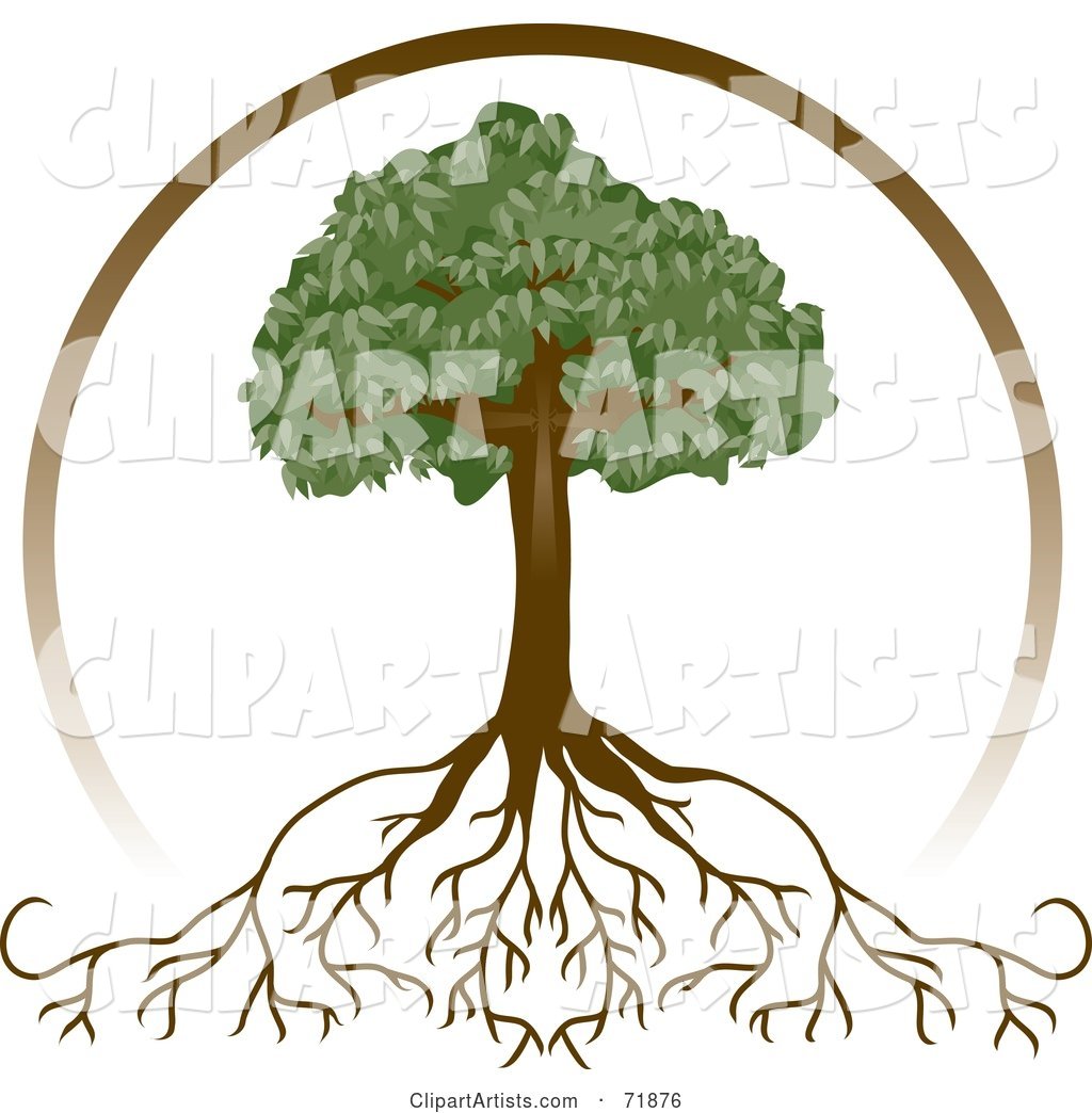 Brown Circle Around a Mature Tree with Deep Roots