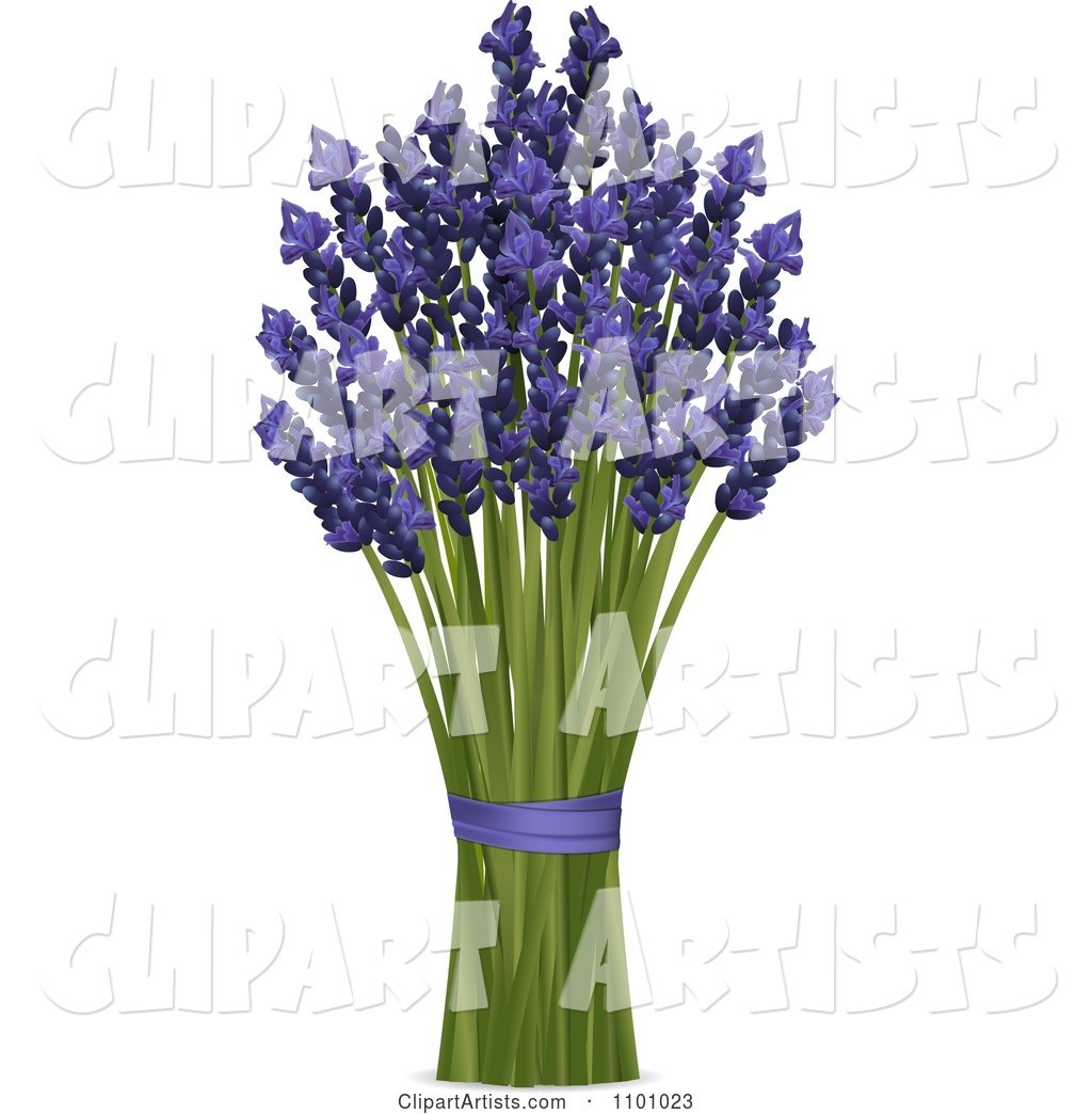 Bunch of Lavender Stalks and Flowers with Purple Ribbon