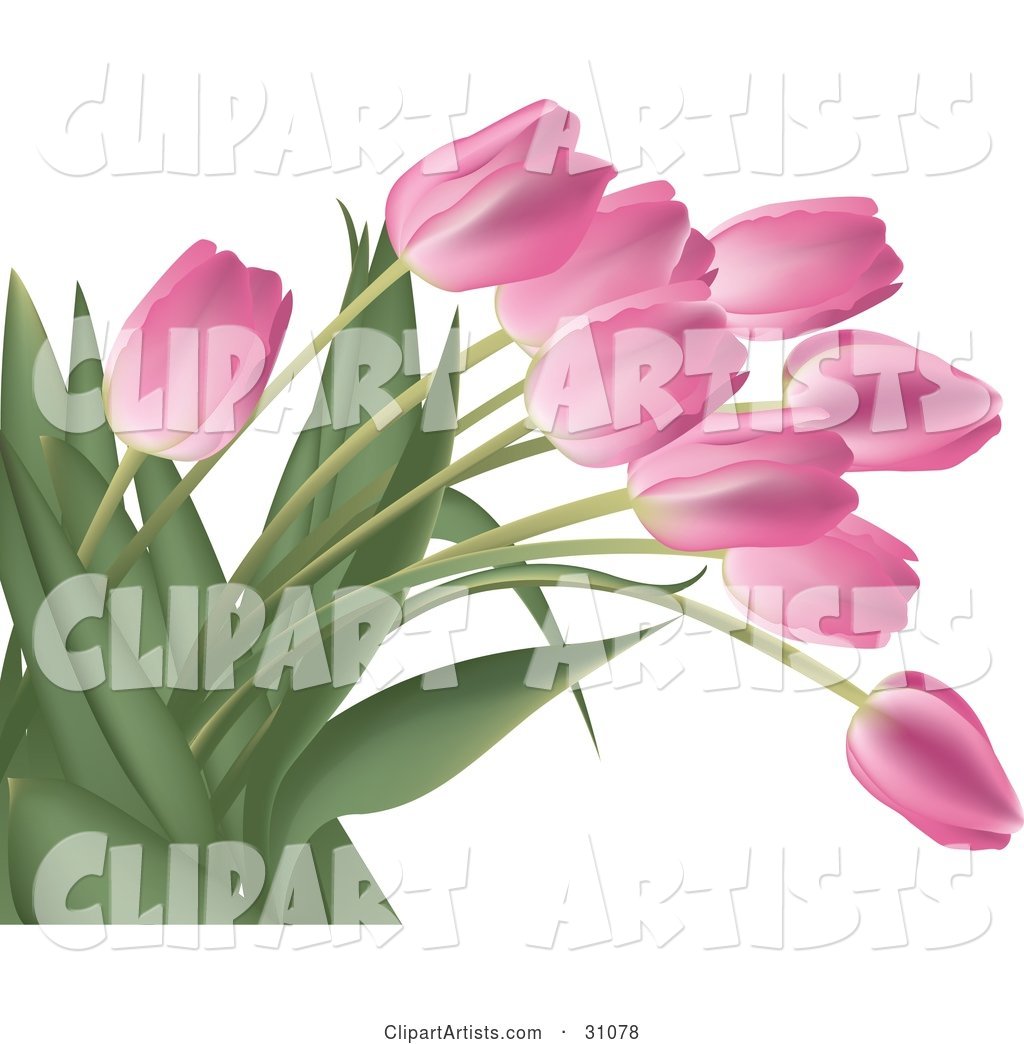 Bunch of Pink Tulip Flowers with Lush Green Stalks and Leaves, over White