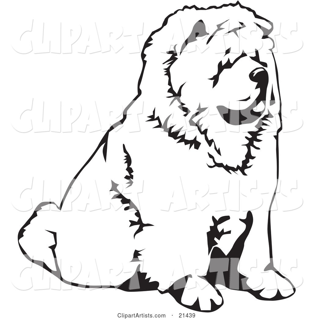 Chow Chow Dog Sitting and Facing to the Right, over a White Background