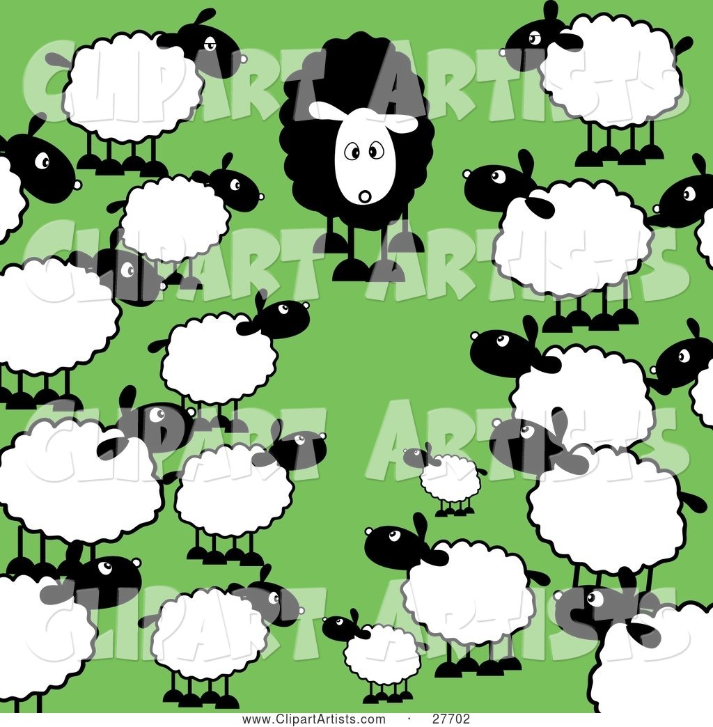 Crowd of Regular White Sheep Staring in Awe at a Different Black Sheep in a Green Pasture