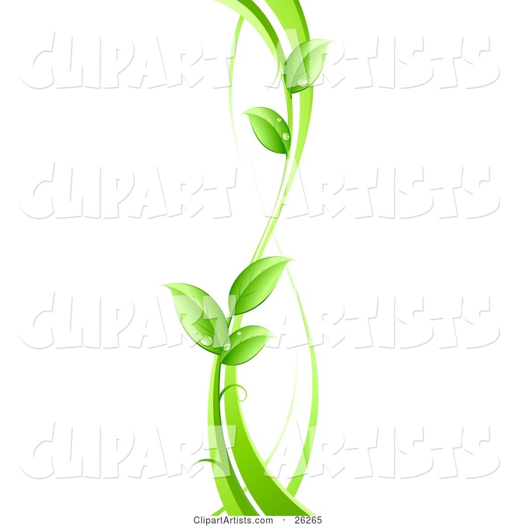 Curvy Green Vine with Dew Drops on the Leaves, on a White Background