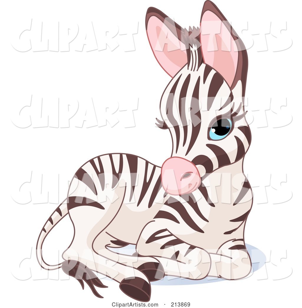 Cute Baby Zebra Resting