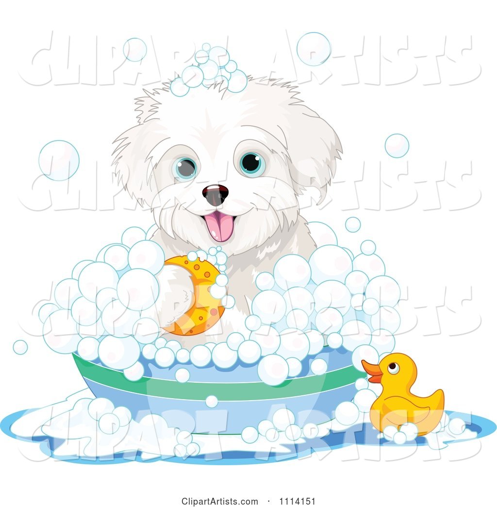 Cute Bichon Frise Maltese Puppy Bathing with a Duck and Bubbles