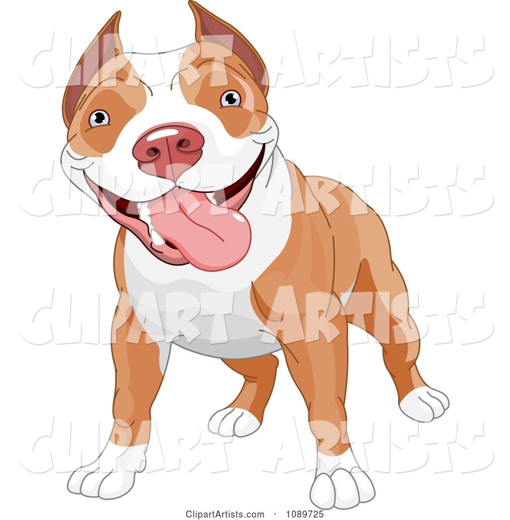 Cute Pit Bull Dog Standing