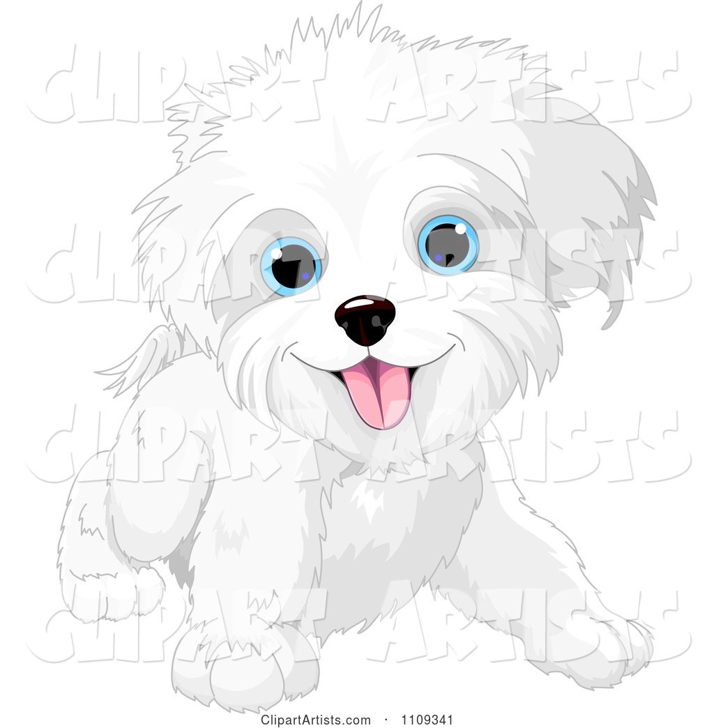 Cute Playful Bichon Frise or Maltese Puppy Dog