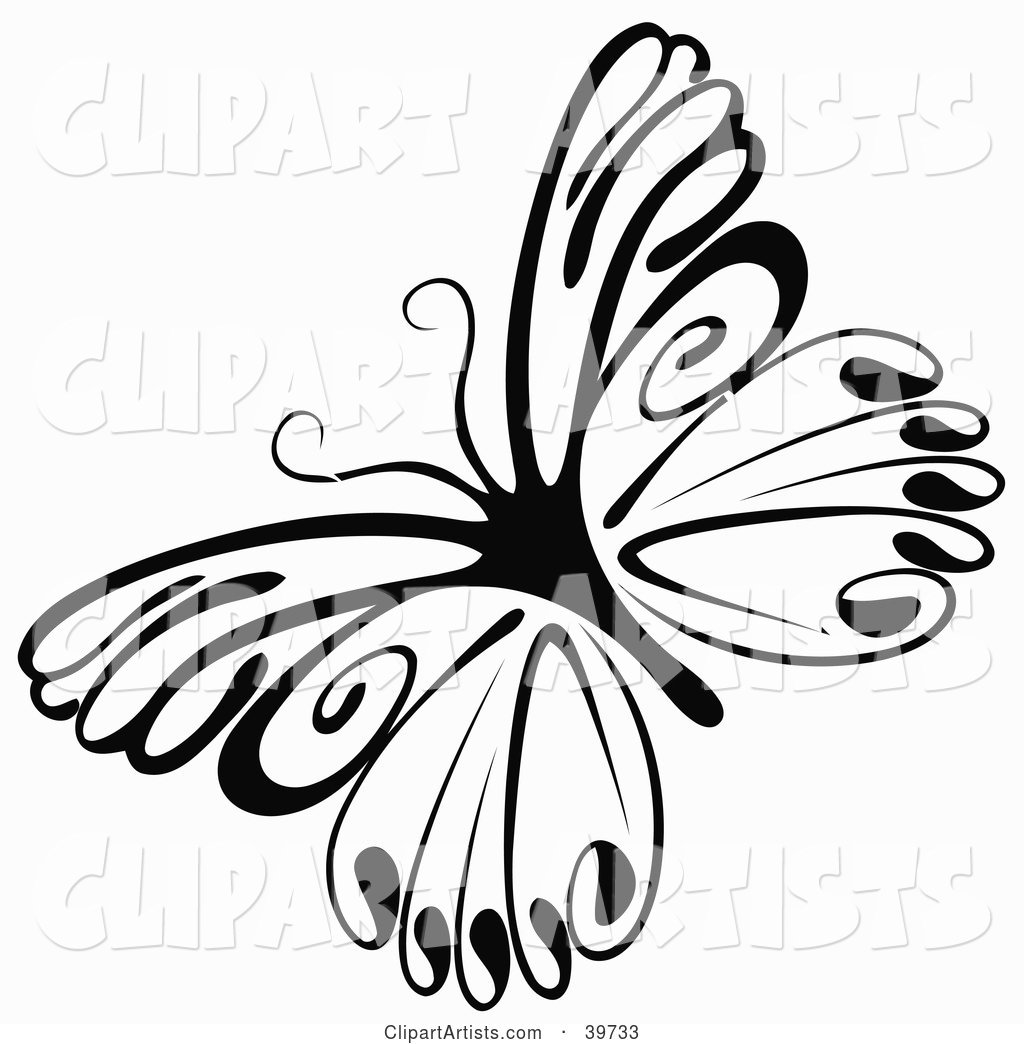 Delicate Black and White Butterfly
